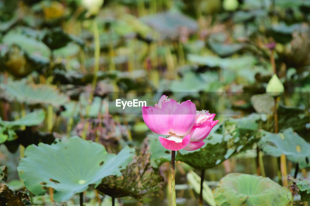 Beautiful lotus flower in nature pond.