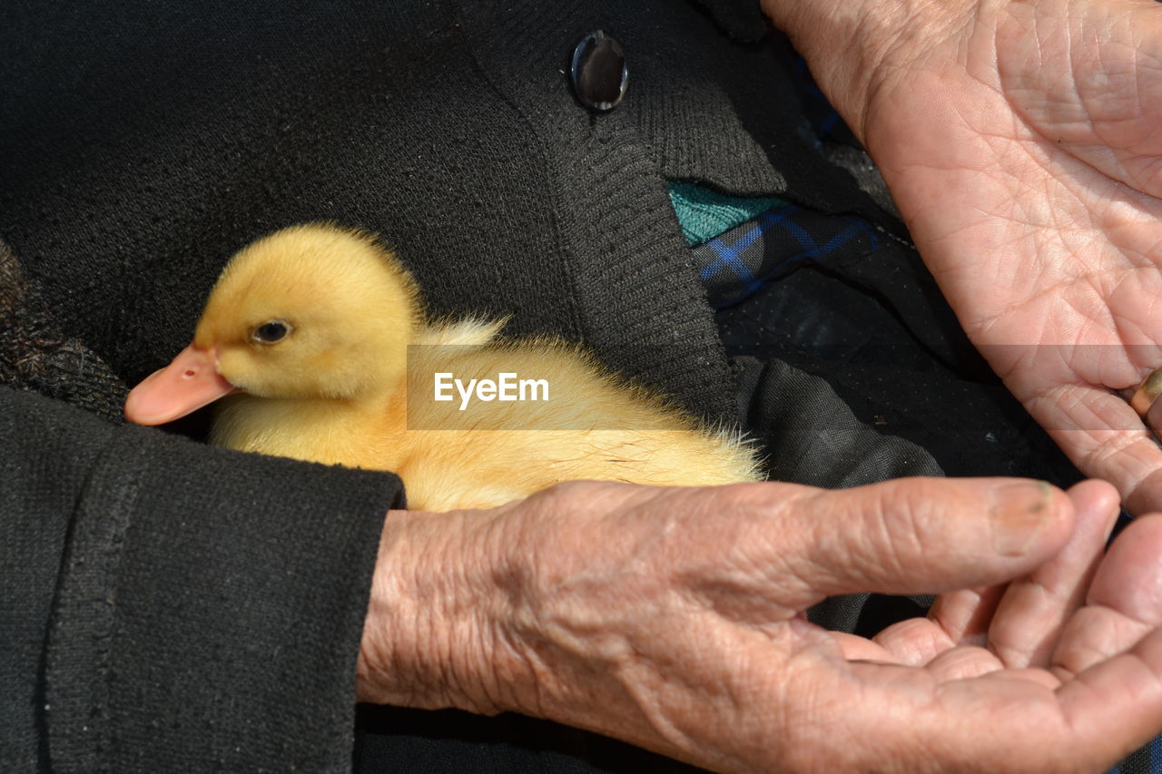 Midsection of senior man with baby chicken