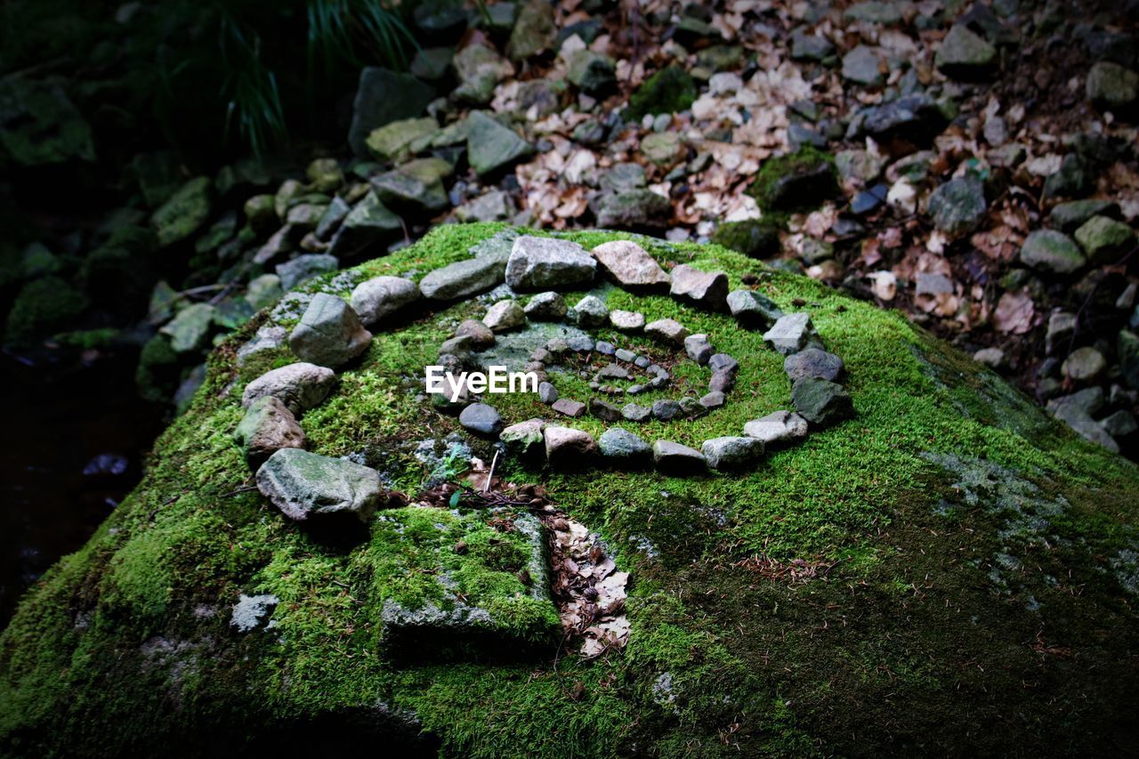 HIGH ANGLE VIEW OF MOSS GROWING ON ROCK