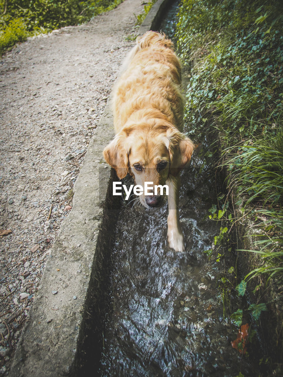 HIGH ANGLE VIEW PORTRAIT OF A DOG