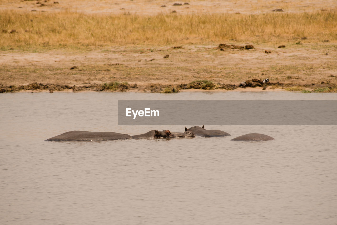 Hippo in savannah off in zimbabwe, south africa