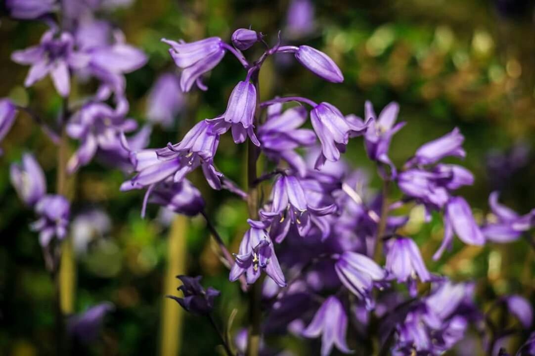 CLOSE-UP OF PURPLE FLOWERS BLOOMING