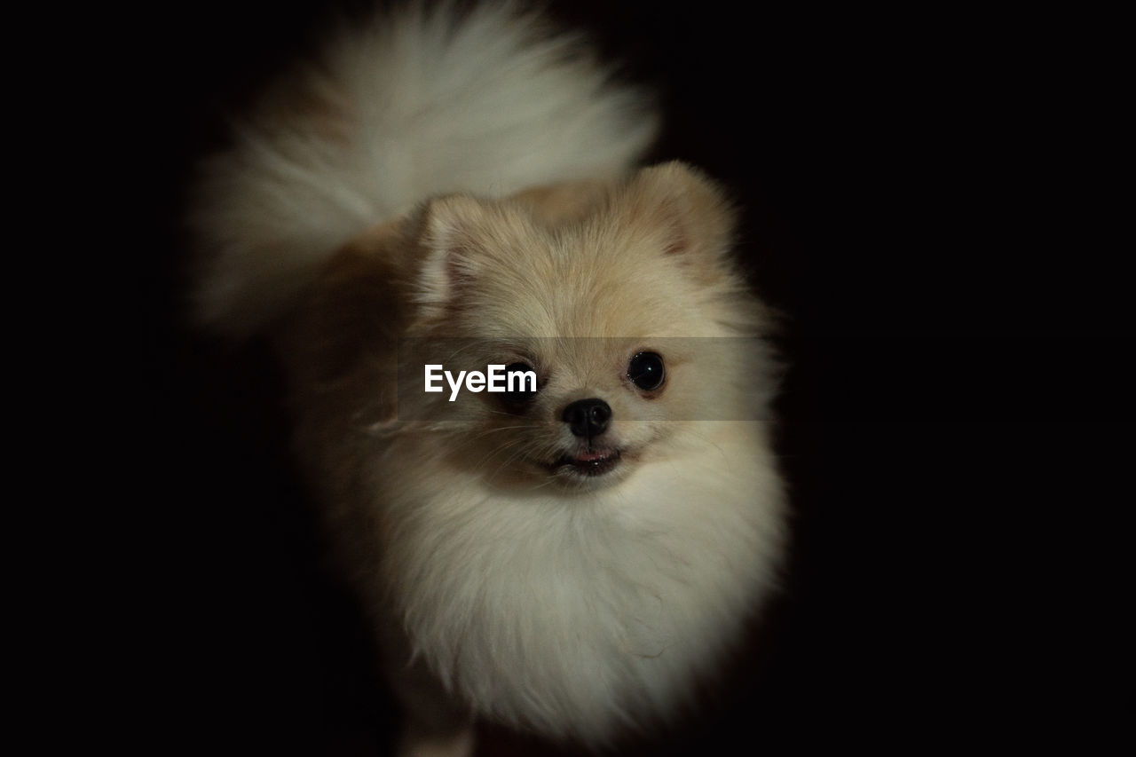 CLOSE-UP PORTRAIT OF A DOG AGAINST BLACK BACKGROUND