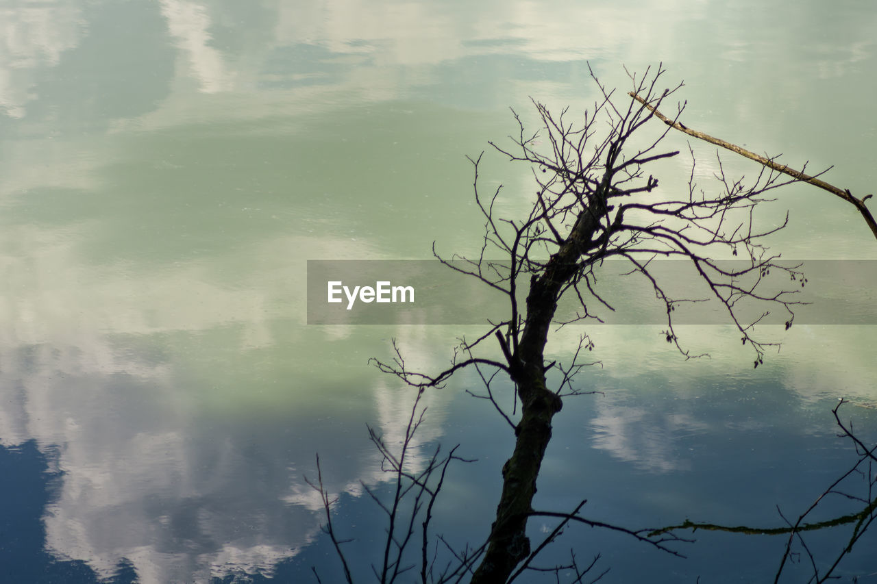 REFLECTION OF BARE TREE IN LAKE AGAINST SKY