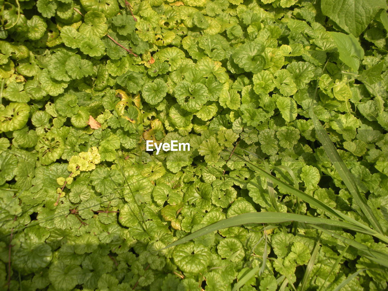 FULL FRAME SHOT OF FRESH GREEN LEAVES