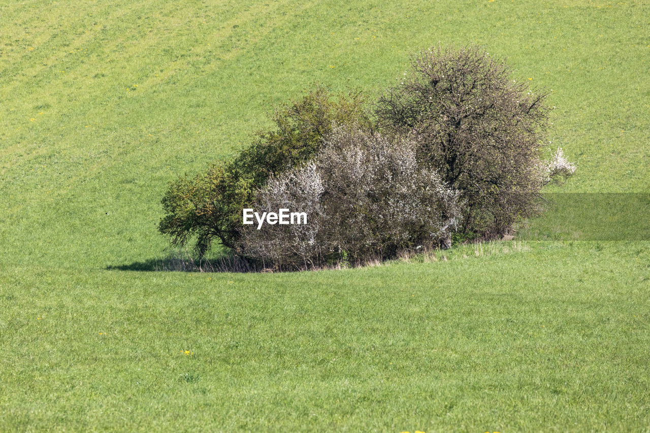 View of corn field