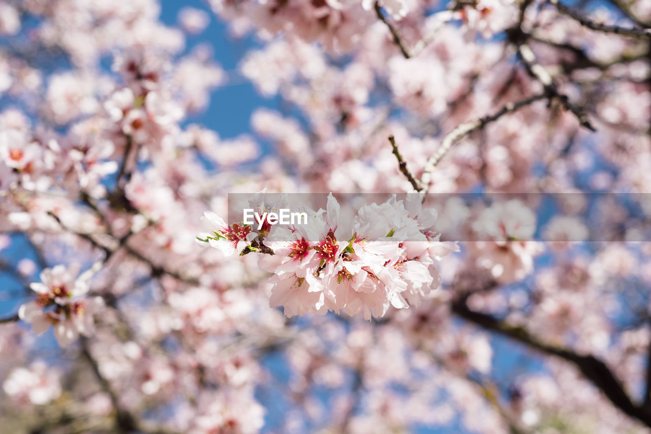 Close up of flowers of almond tree at spring