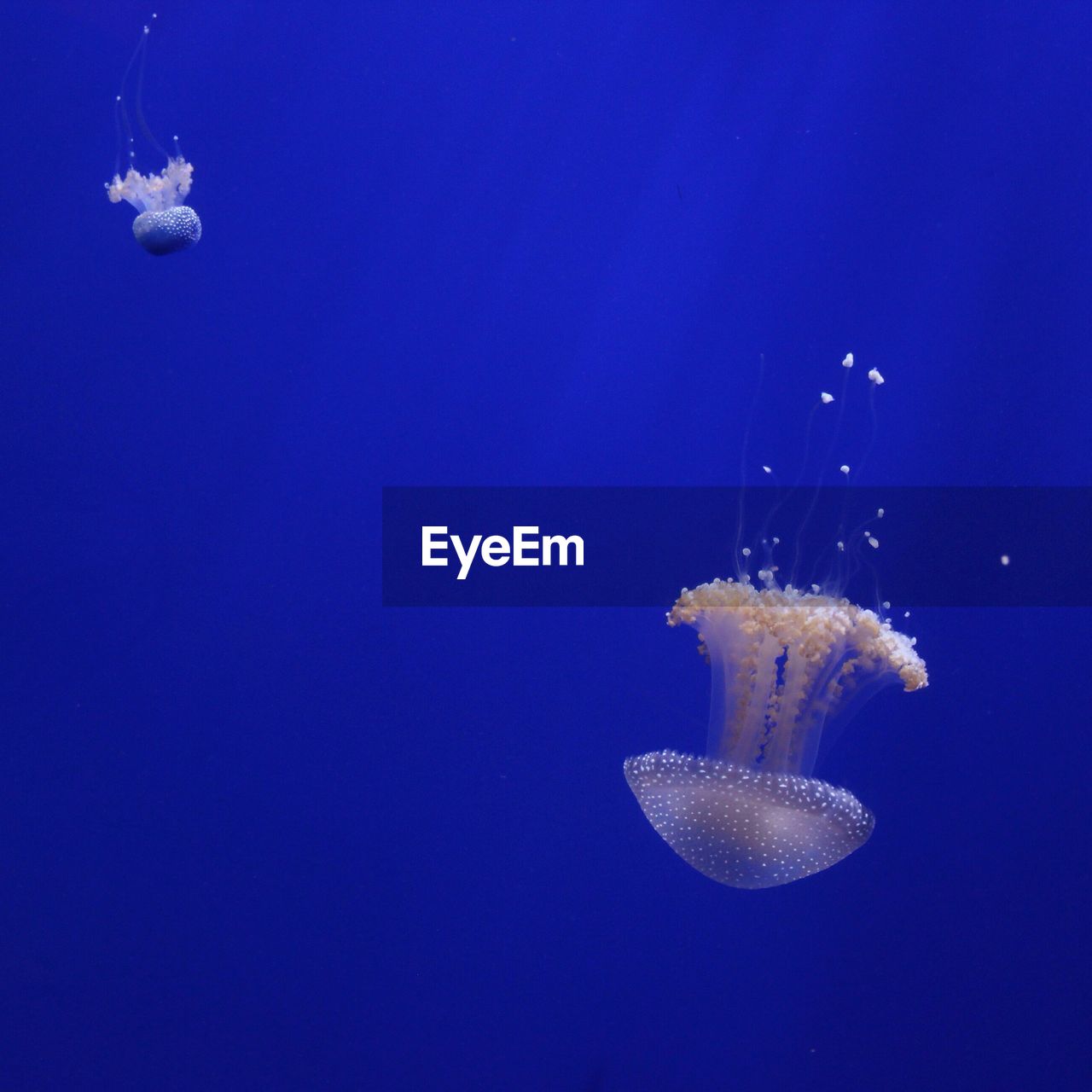 Close-up of jellyfish against blue background