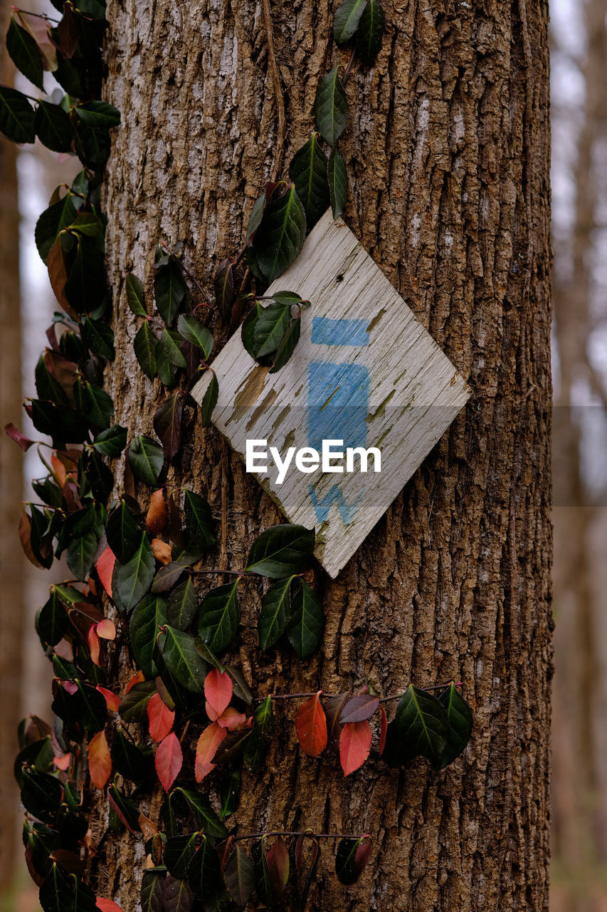 Close-up of tree trunk