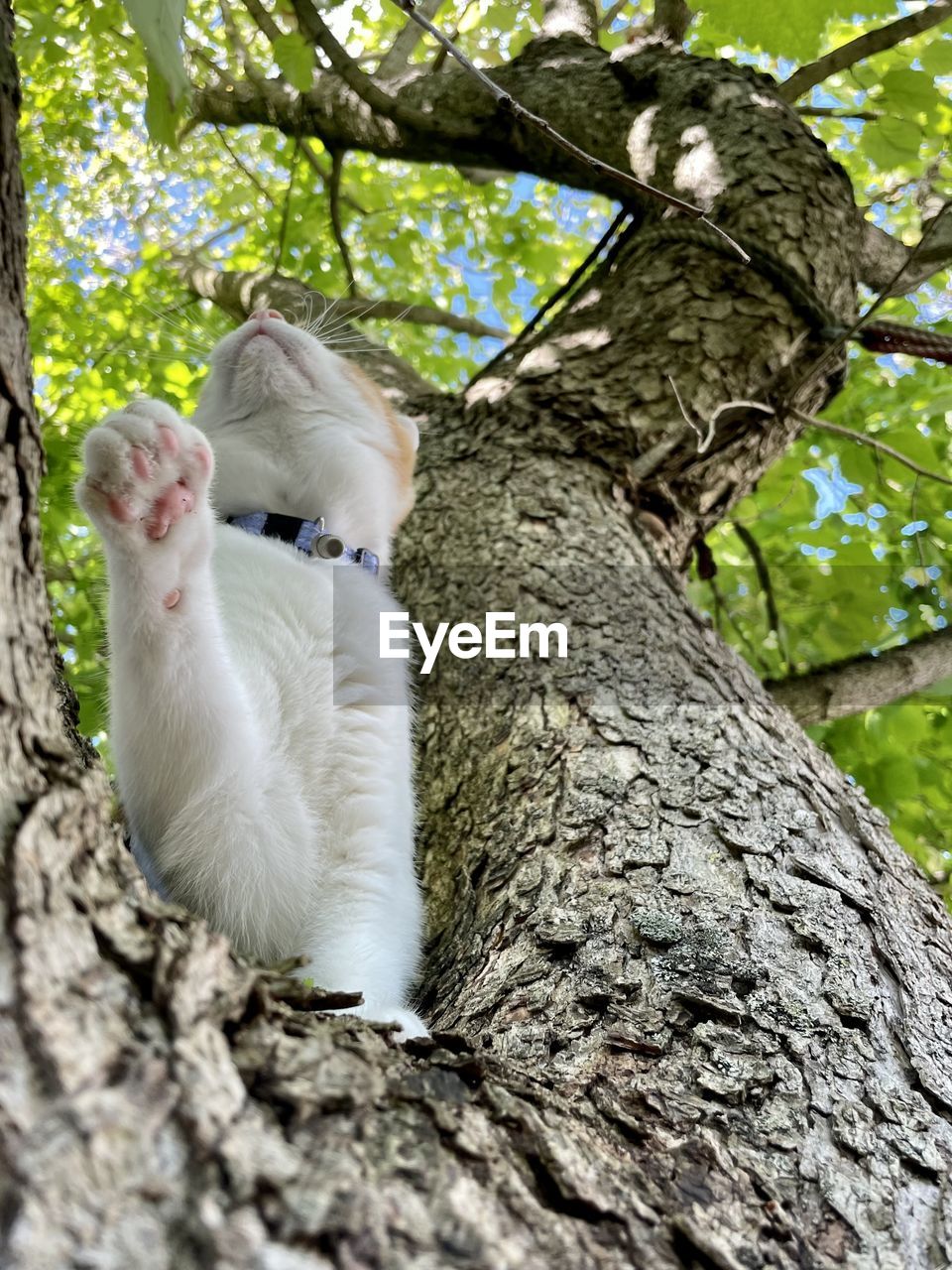 Red tabby kittrn in a tree looking up