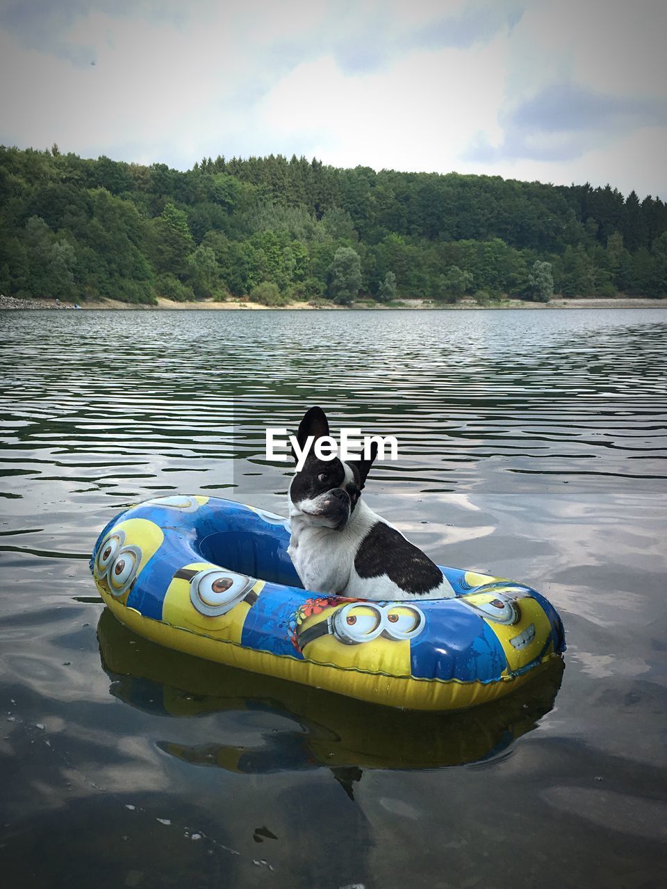 VIEW OF DOG ON LAKE