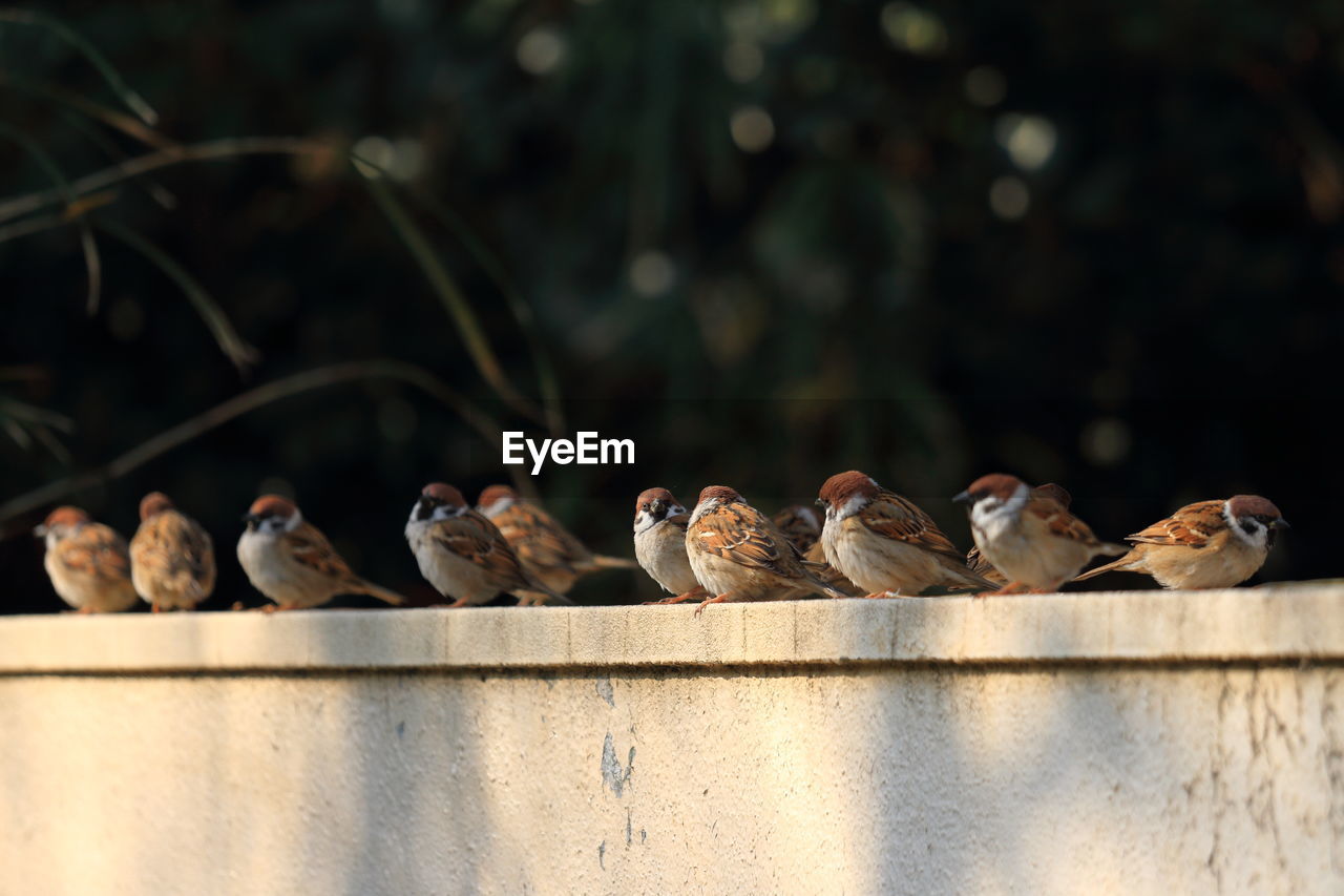 Sparrows sitting retaining wall