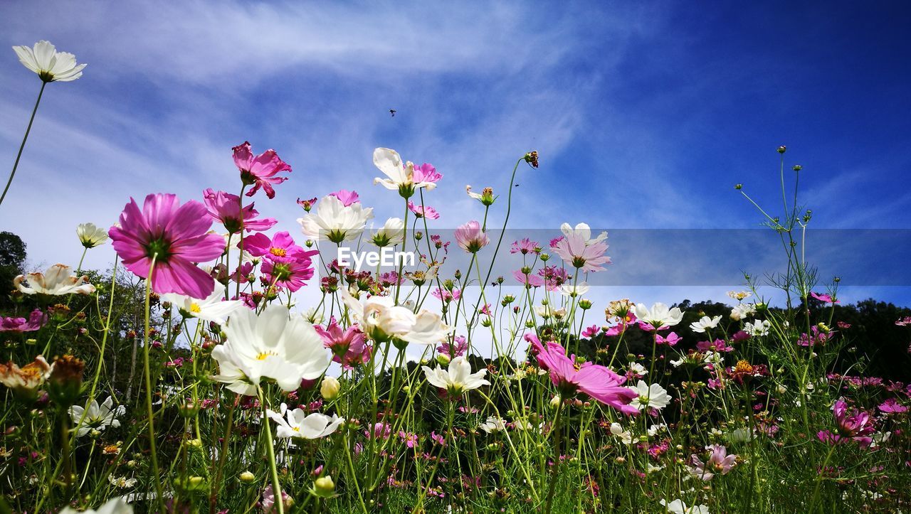 CLOSE-UP OF PINK COSMOS FLOWERS AGAINST SKY