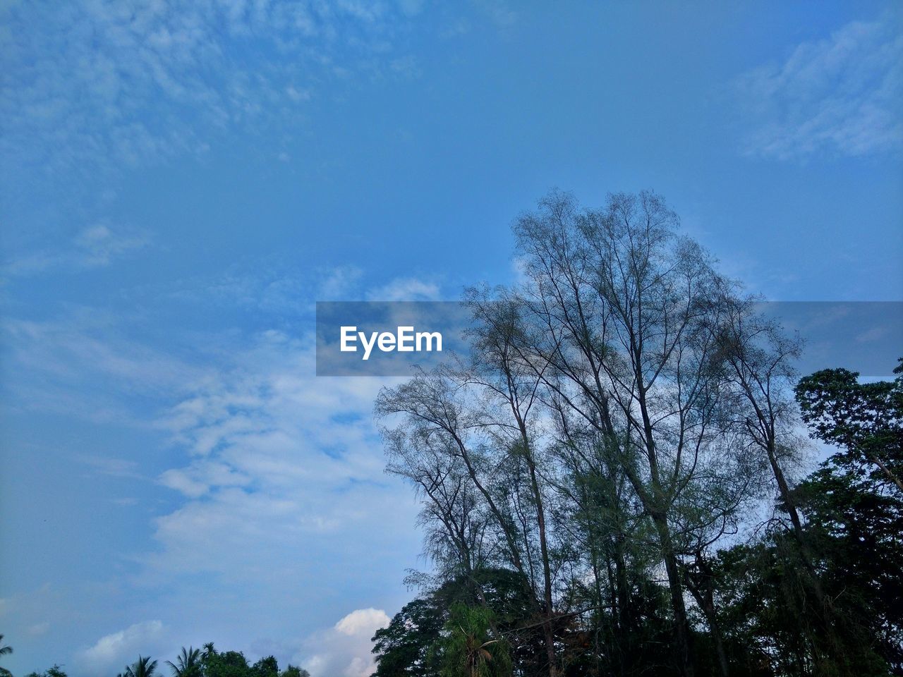 LOW ANGLE VIEW OF TREES AGAINST BLUE SKY AND CLOUDS