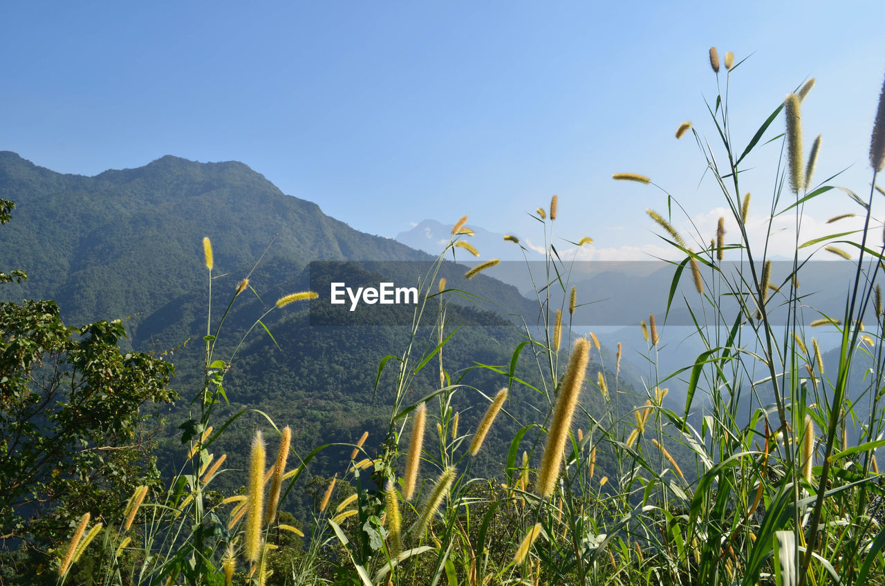 Scenic view of grassy field against sky