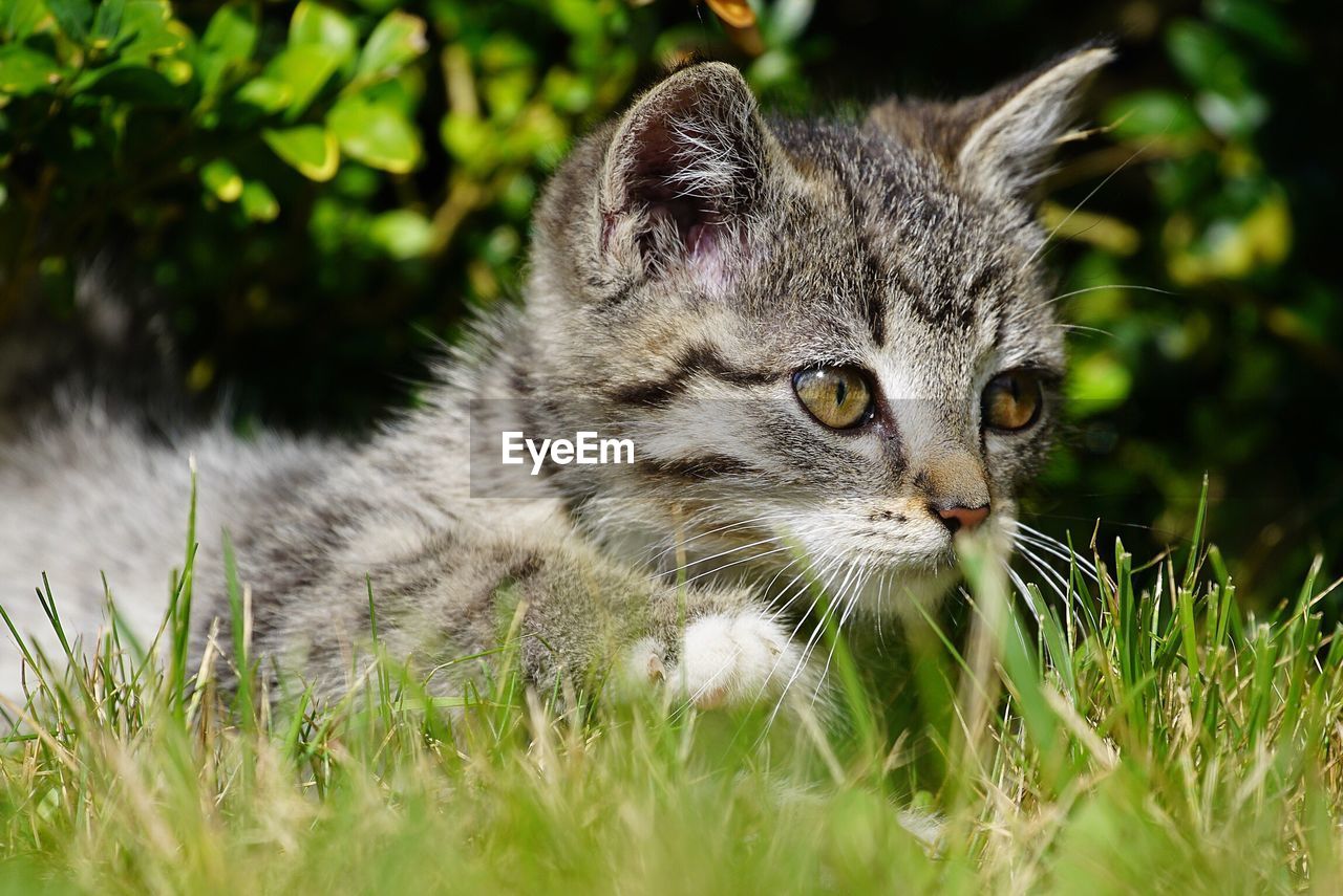 Close-up of cat resting on grassy field