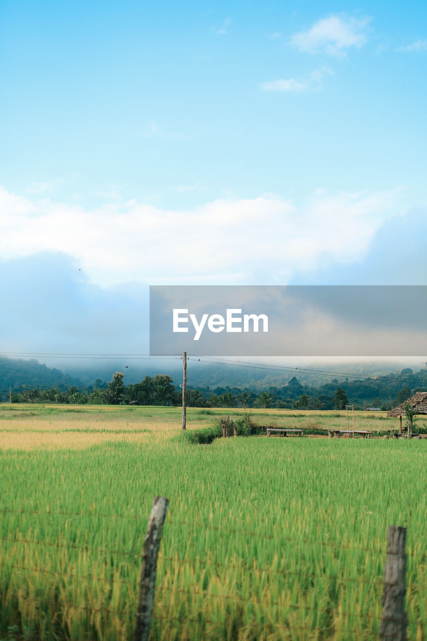 field, landscape, sky, land, agriculture, plant, rural scene, horizon, cloud, environment, growth, crop, plain, grass, scenics - nature, nature, grassland, rural area, farm, beauty in nature, paddy field, tranquility, tranquil scene, prairie, green, natural environment, no people, hill, day, cereal plant, pasture, meadow, tree, morning, outdoors, soil, food, food and drink, idyllic, non-urban scene