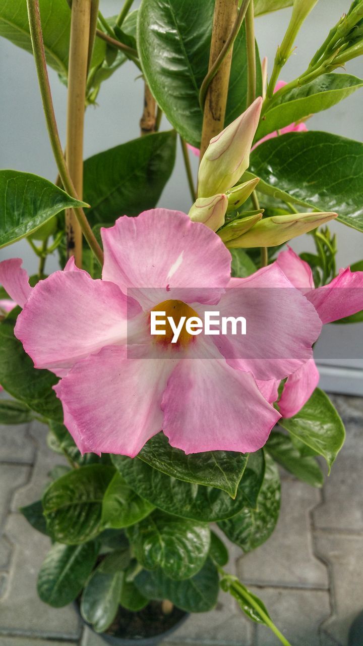 CLOSE-UP OF PINK HIBISCUS BLOOMING IN PLANT