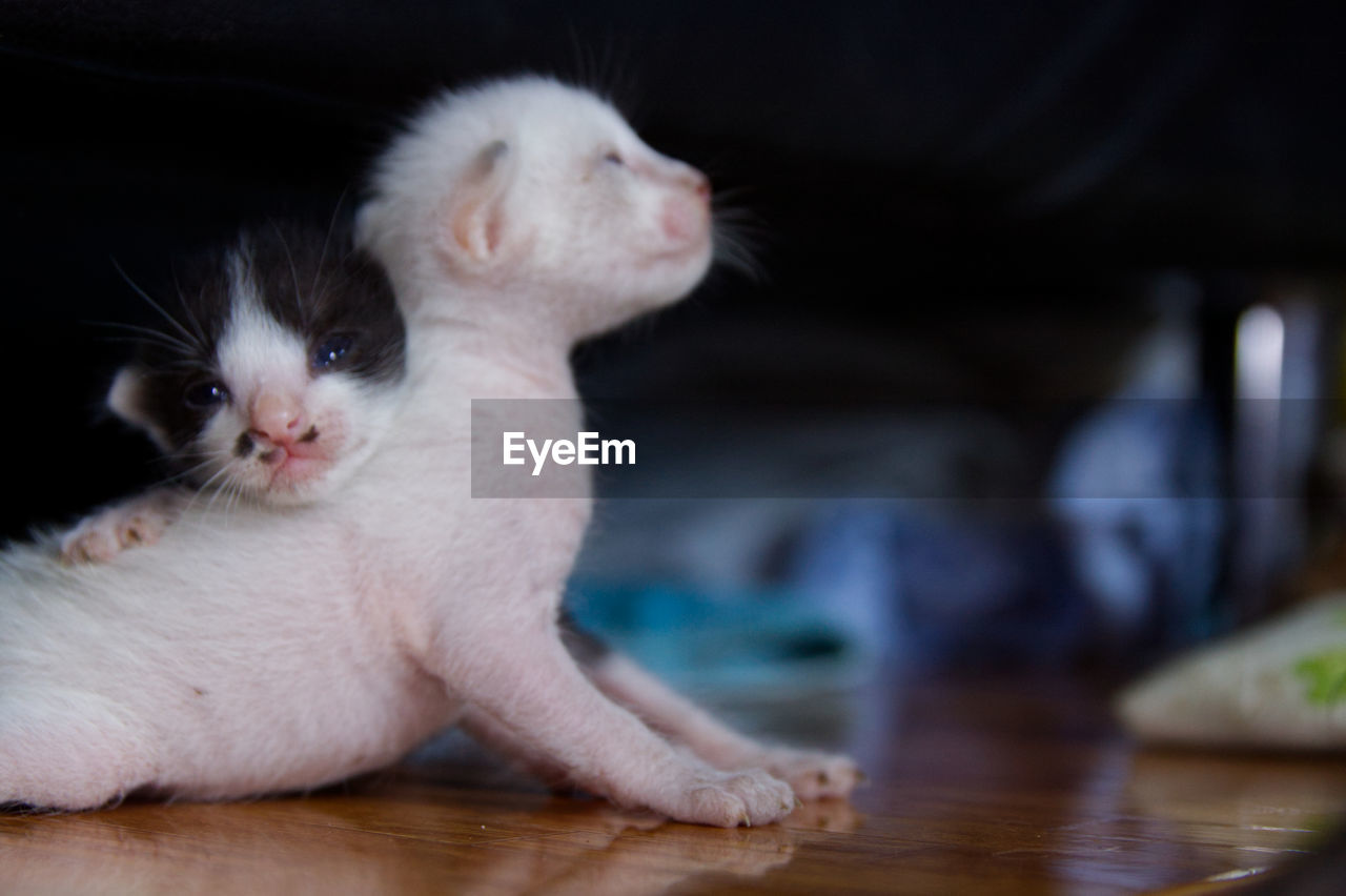 CLOSE-UP OF A KITTEN