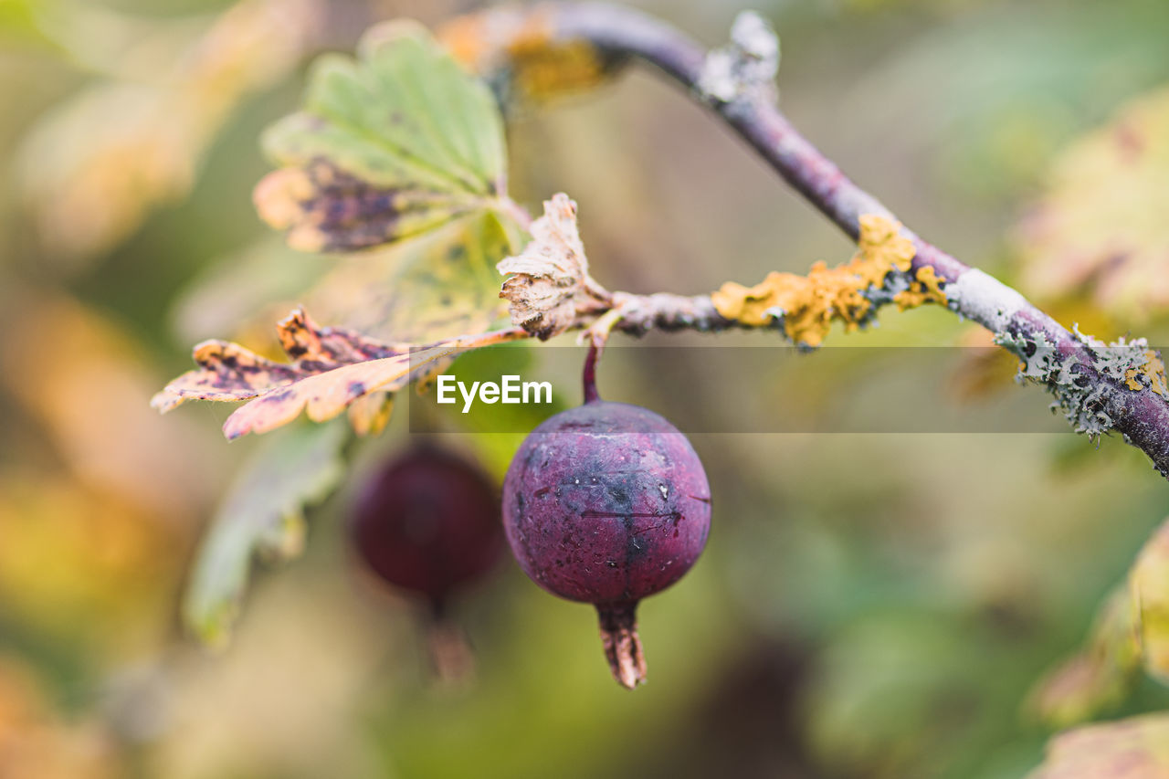 Black ribes uva-crispa, known as gooseberry or european gooseberry