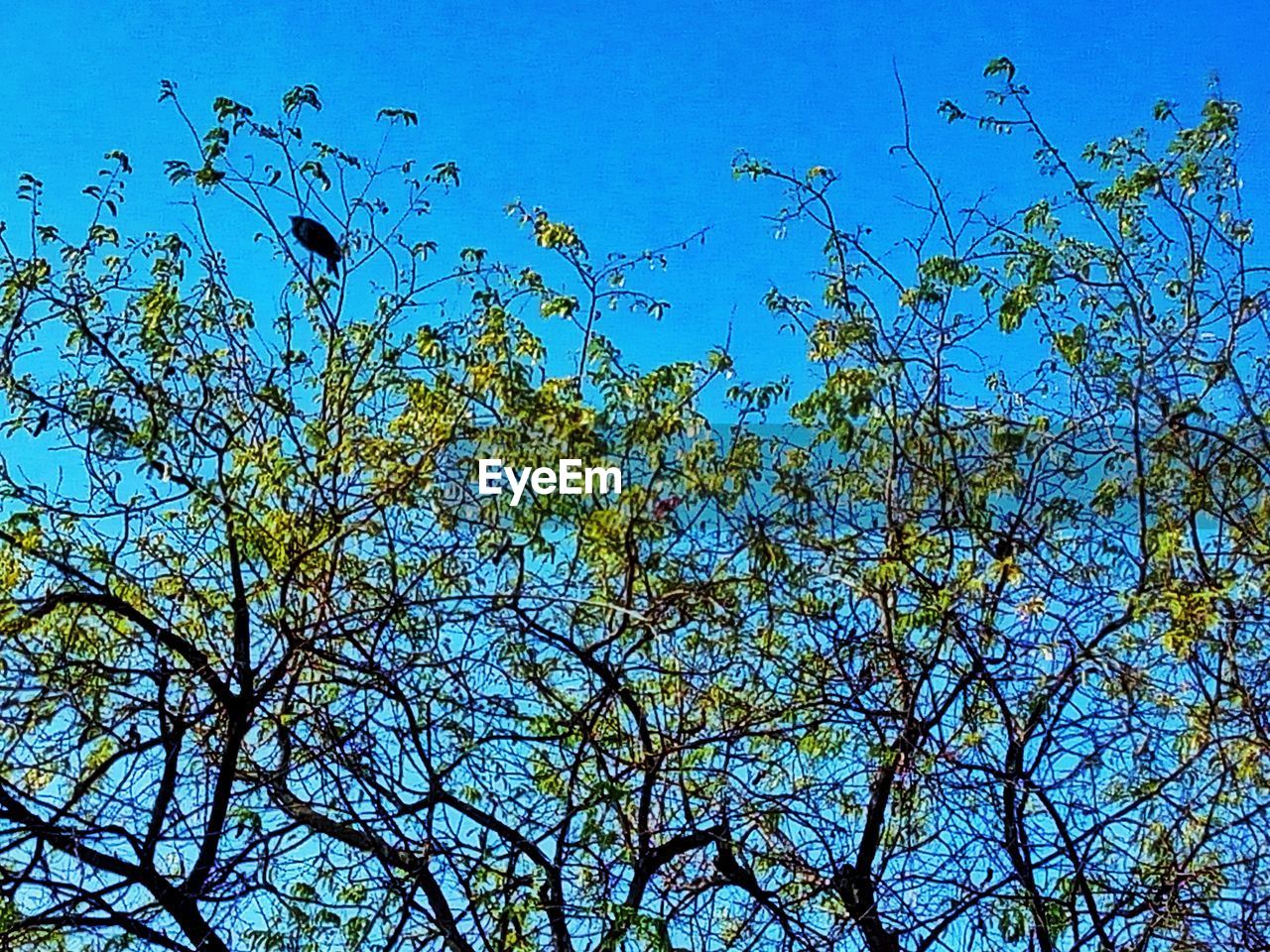 LOW ANGLE VIEW OF TREES AGAINST CLEAR BLUE SKY