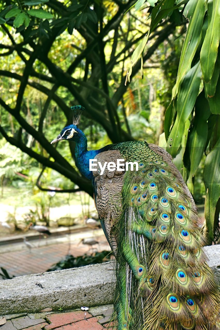 Close-up of a peacock