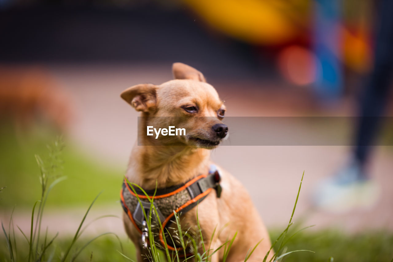 Close-up of a dog looking away