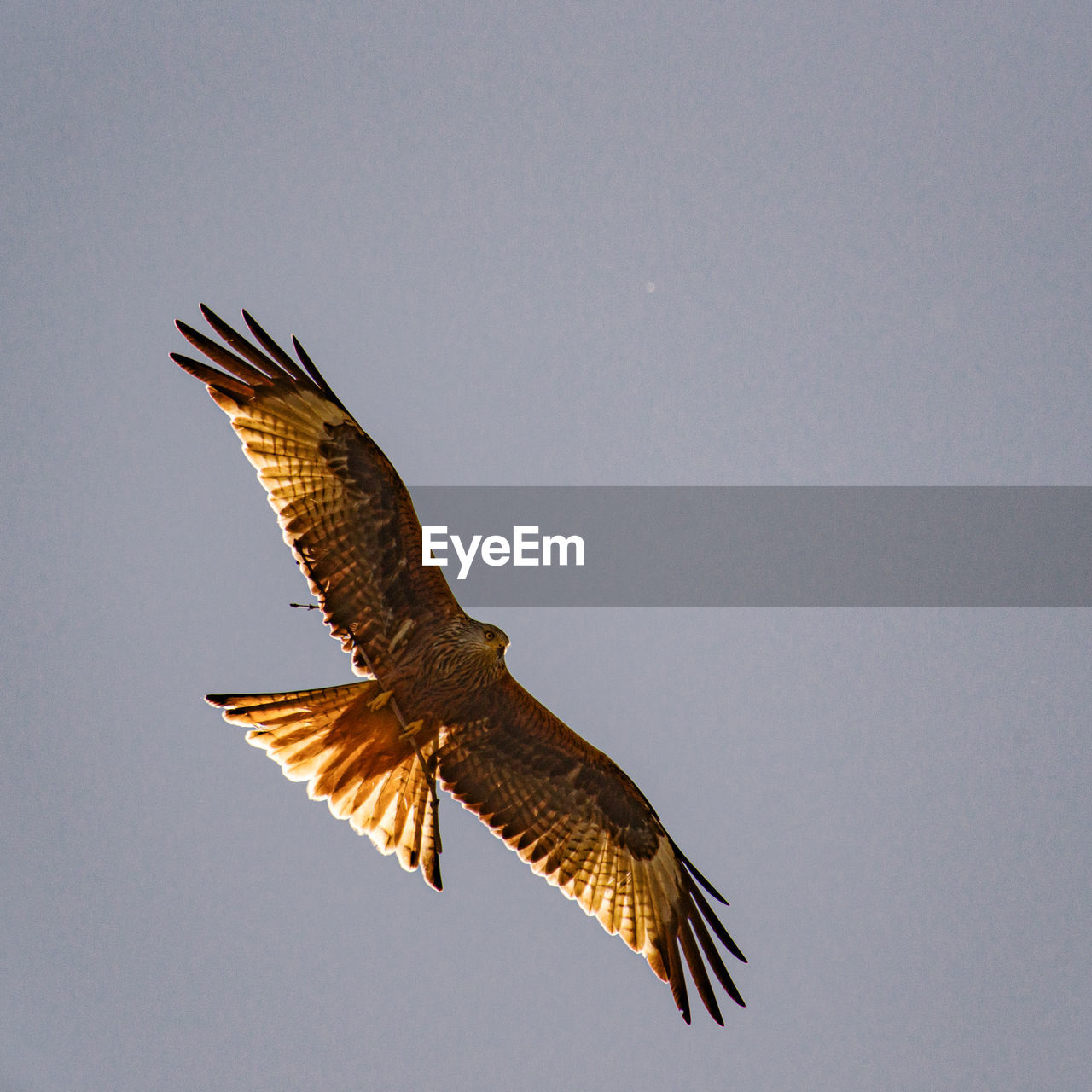 Low angle view of red kite flying in sky