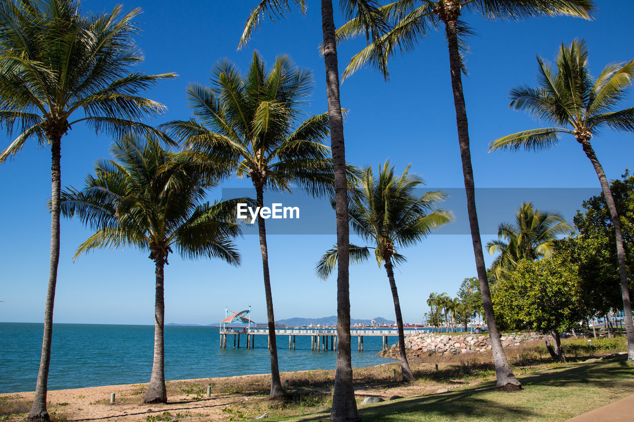 PALM TREES ON SHORE AGAINST SKY