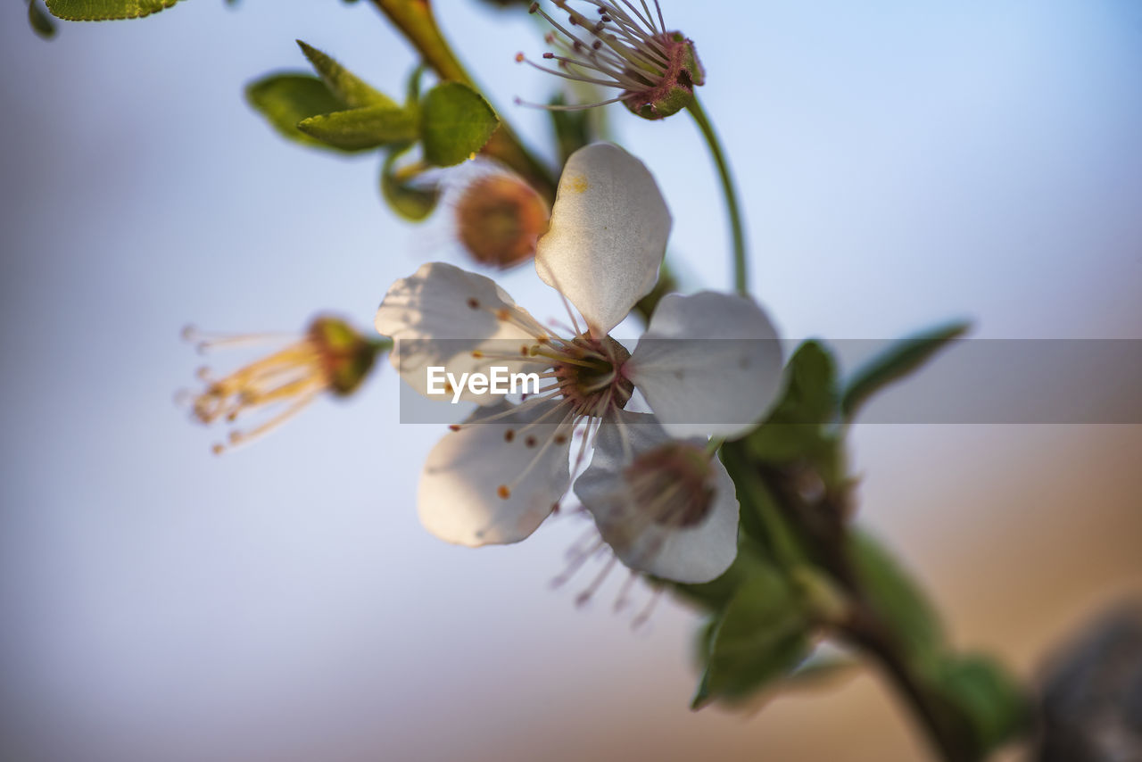 CLOSE-UP OF CHERRY BLOSSOMS