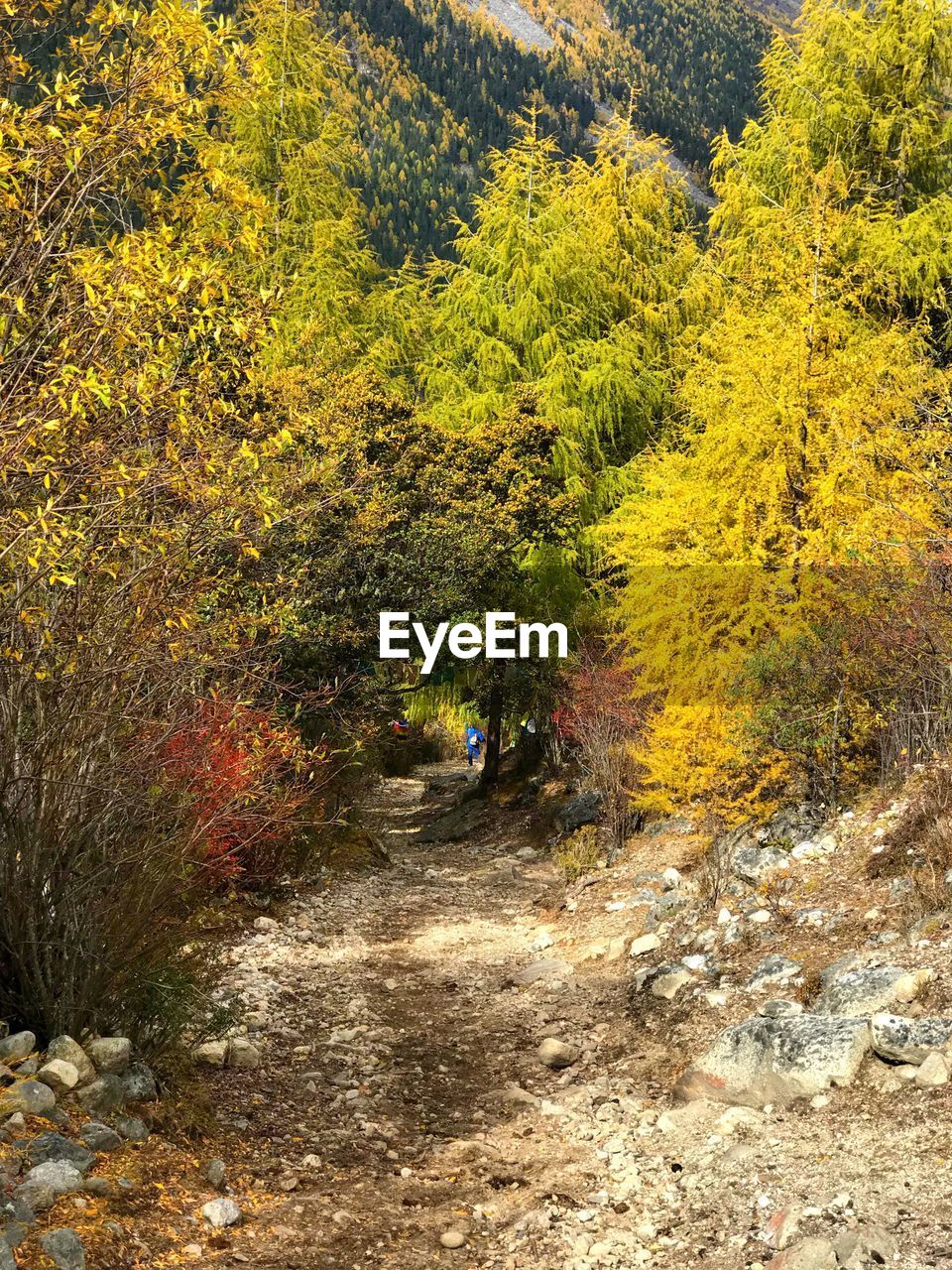 MAN WALKING IN AUTUMN FOREST