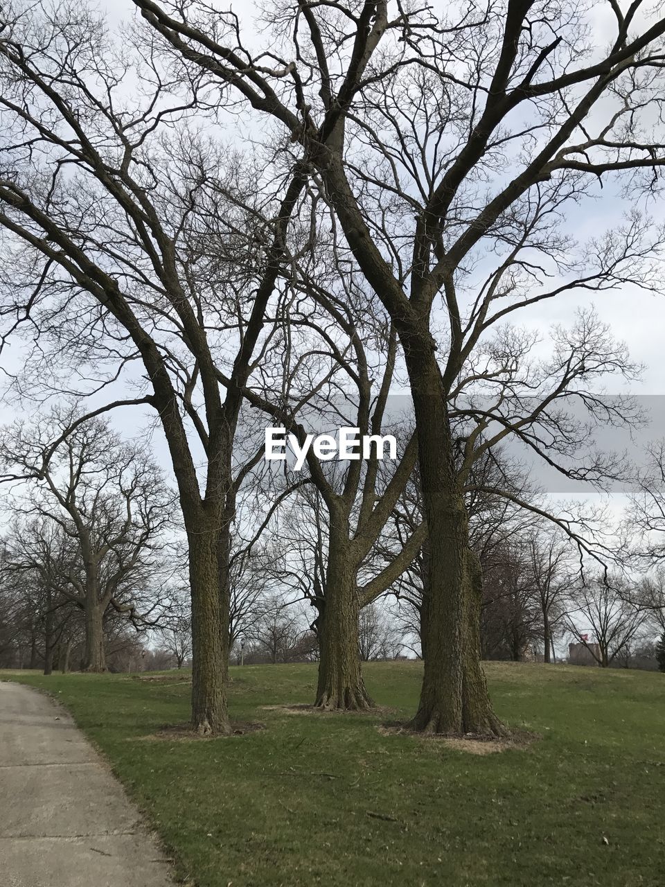 Bare trees on field against sky