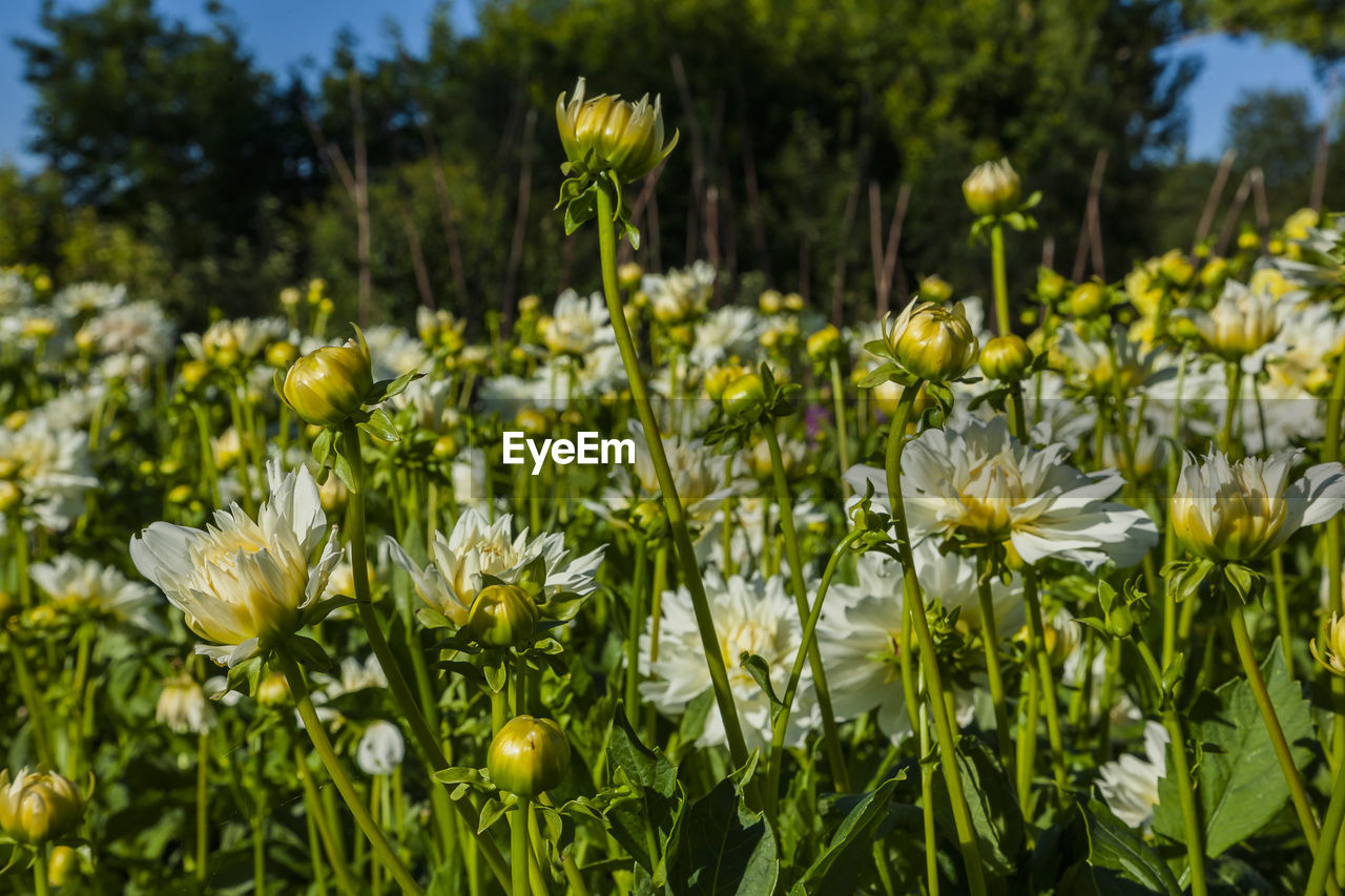 CLOSE-UP OF WHITE FLOWERING PLANTS ON FIELD