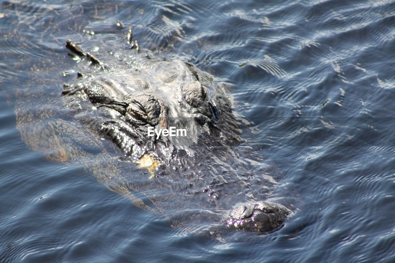 High angle view of crocodile in water