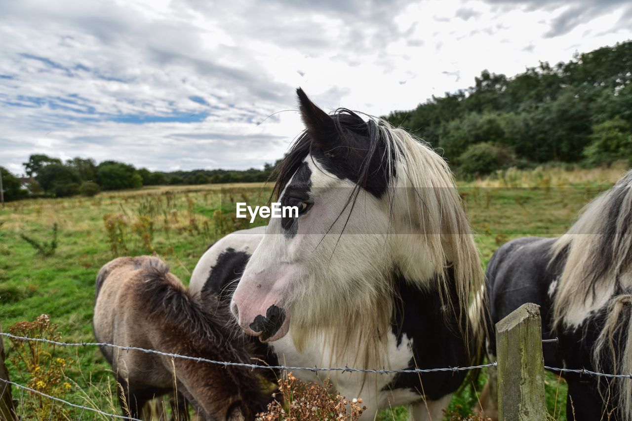 Close-up of horses on field against sky