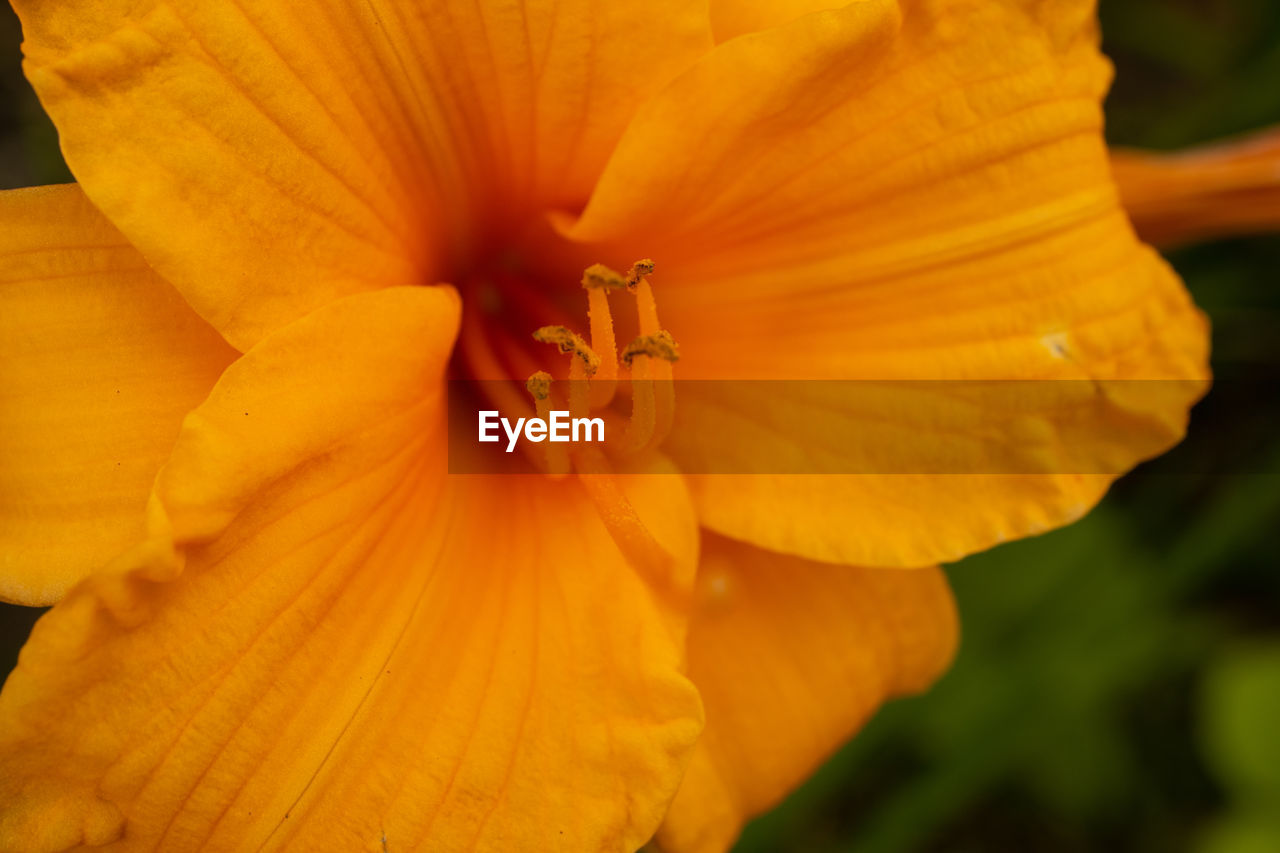 EXTREME CLOSE-UP OF ORANGE FLOWER