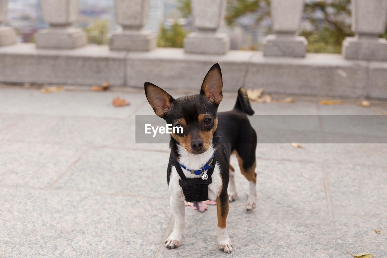 Tiny unleashed tricolor chihuahua staring intently while standing on stone terrace