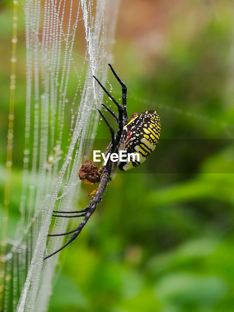 Close-up of spider on spider web.