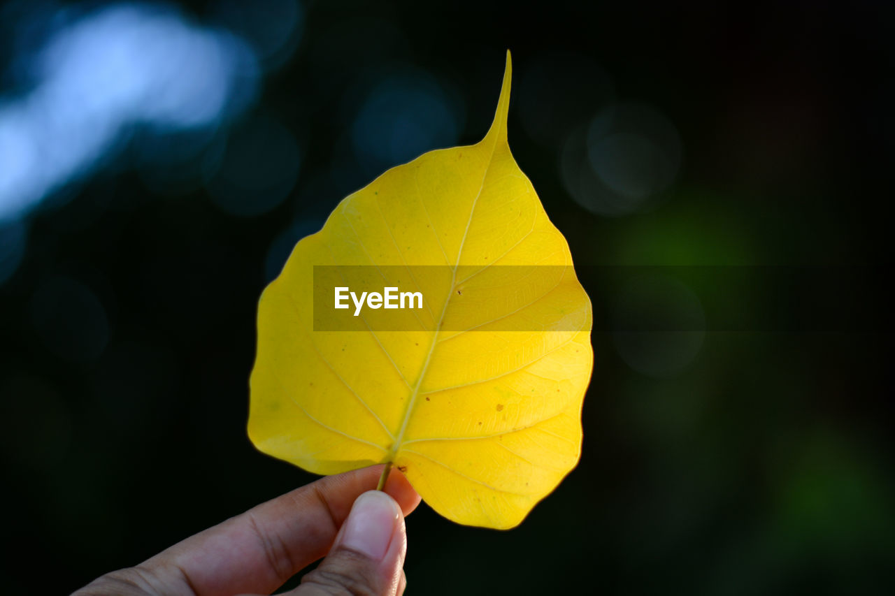 CLOSE-UP OF HAND HOLDING YELLOW AUTUMN LEAF