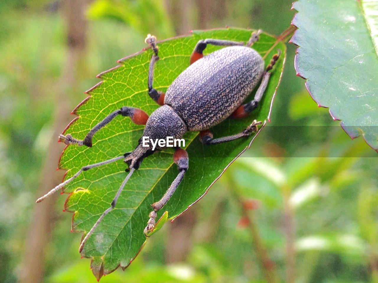 Close-up of insect on plant