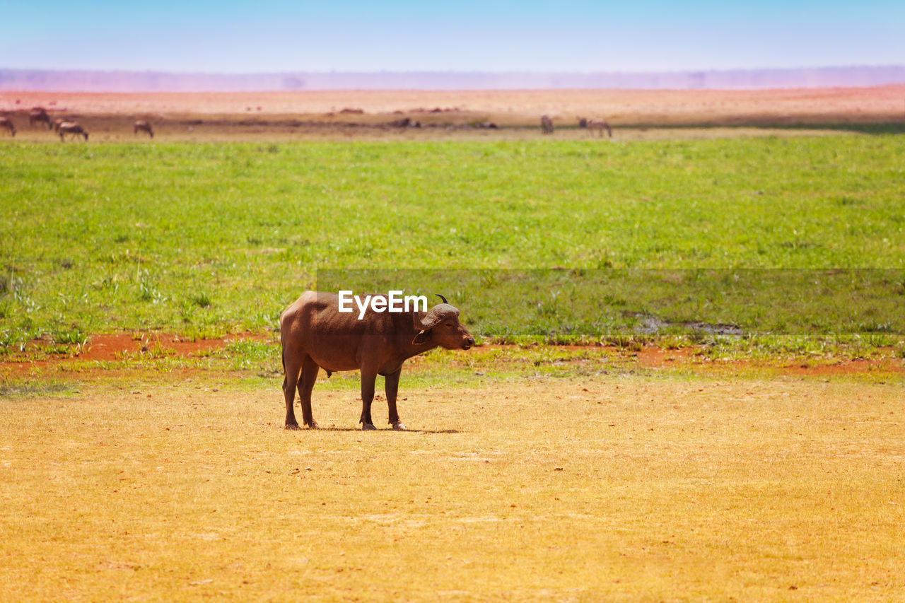 HORSE STANDING IN FIELD