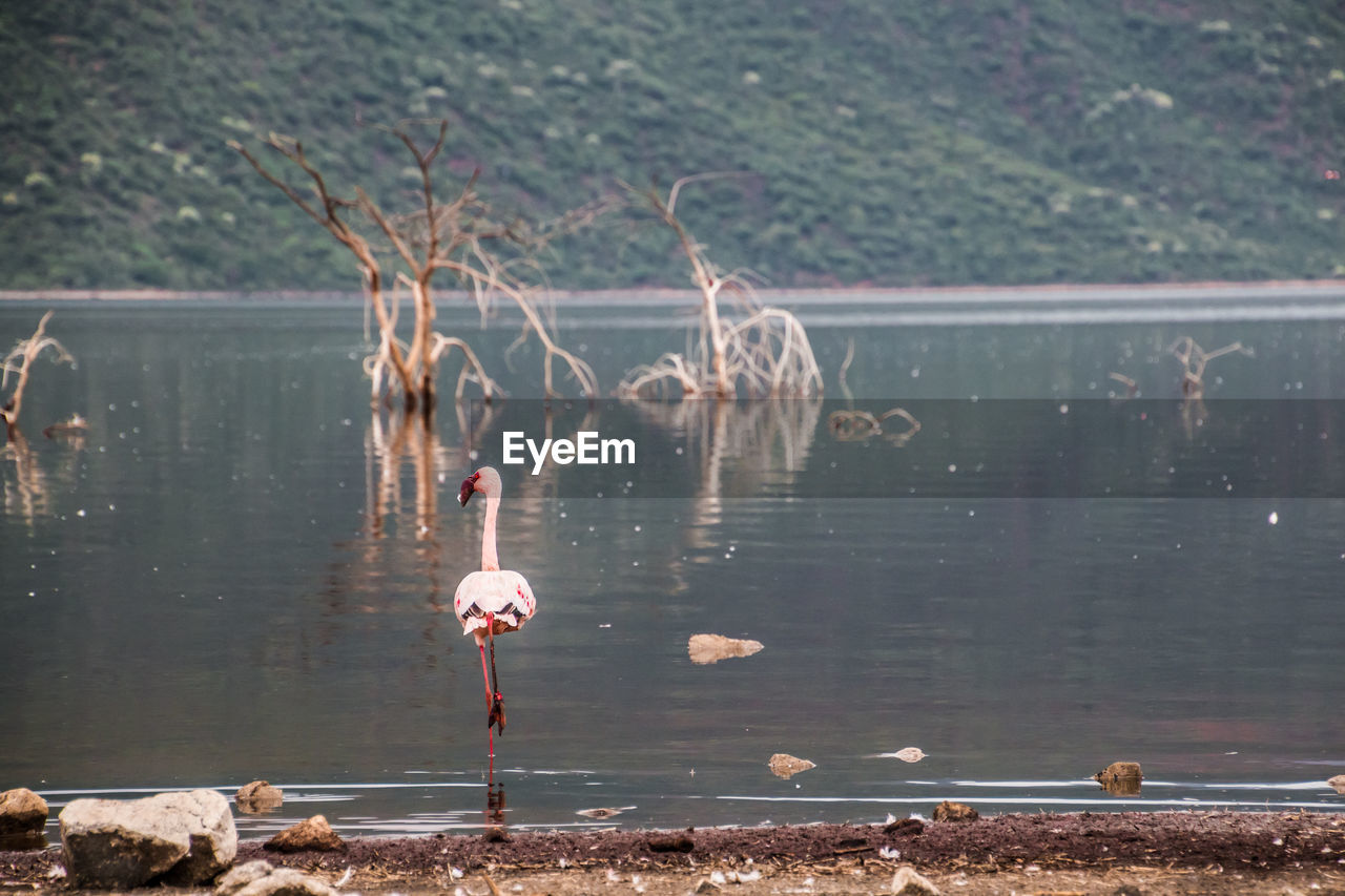 CLOSE-UP OF SWANS PERCHING ON LAKE