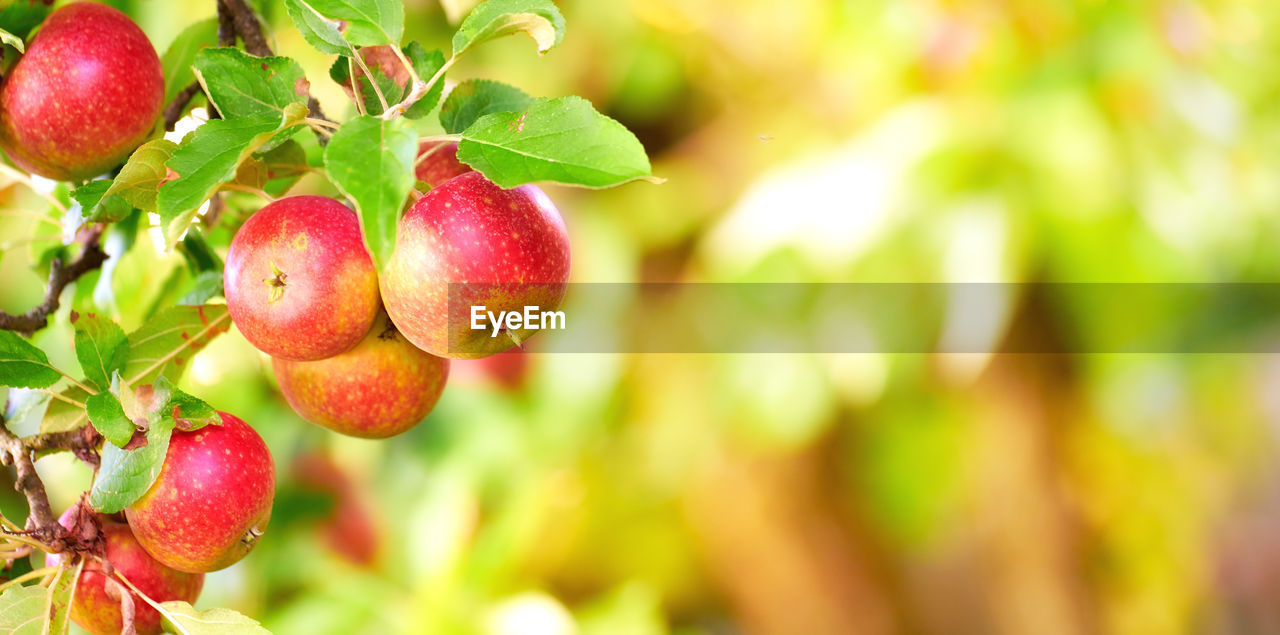 close-up of apples