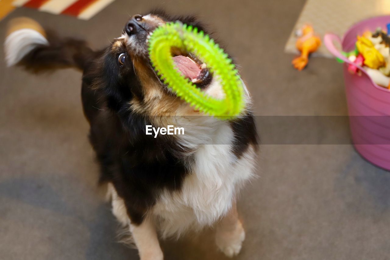 High angle portrait of dog catching a toy