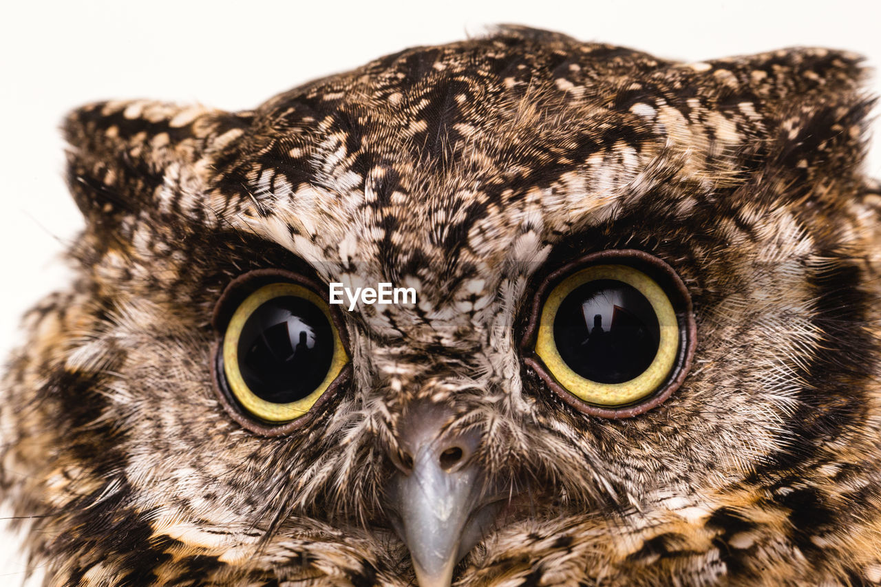 CLOSE-UP PORTRAIT OF AN ANIMAL