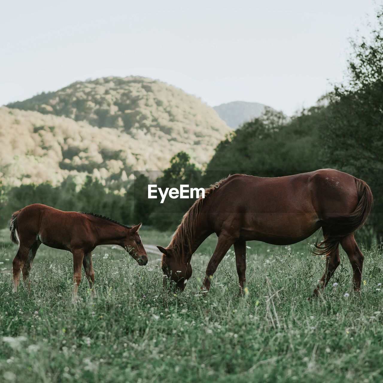 Horses grazing on grassy field against clear sky