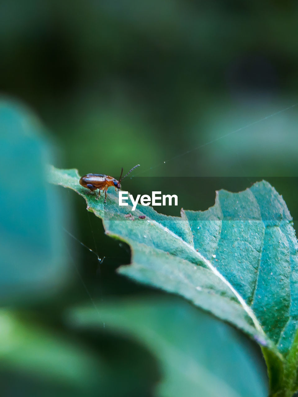 Close-up of insect on leaf