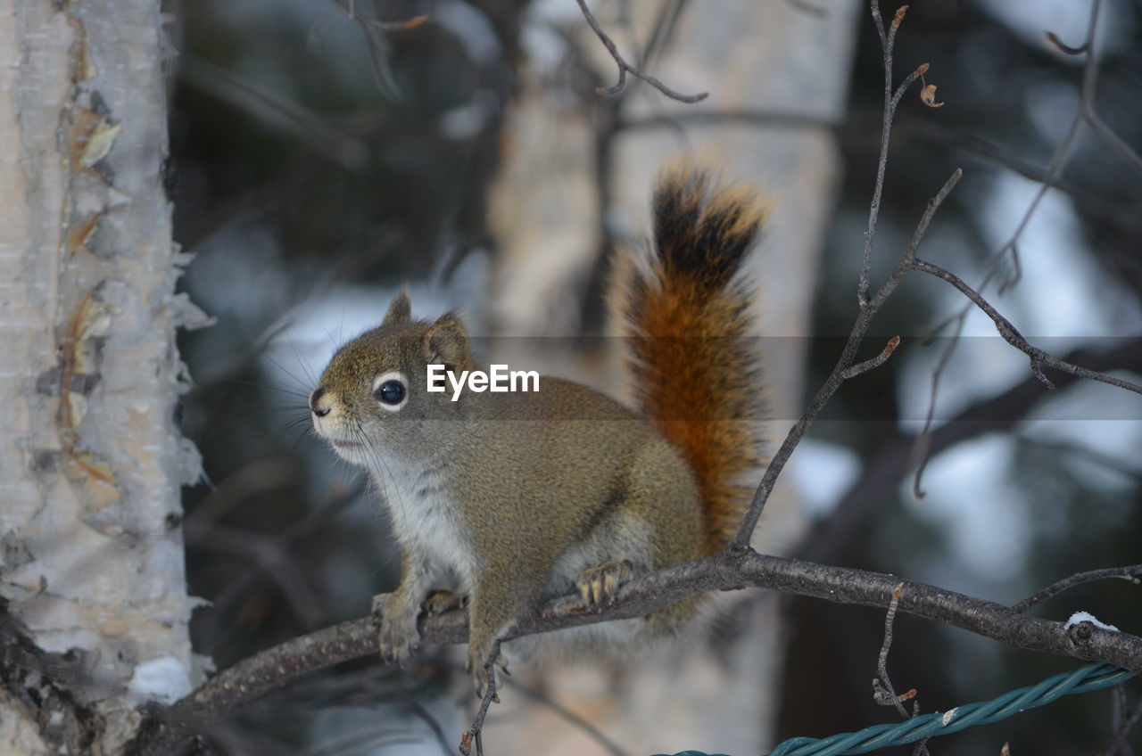 CLOSE-UP OF SQUIRREL