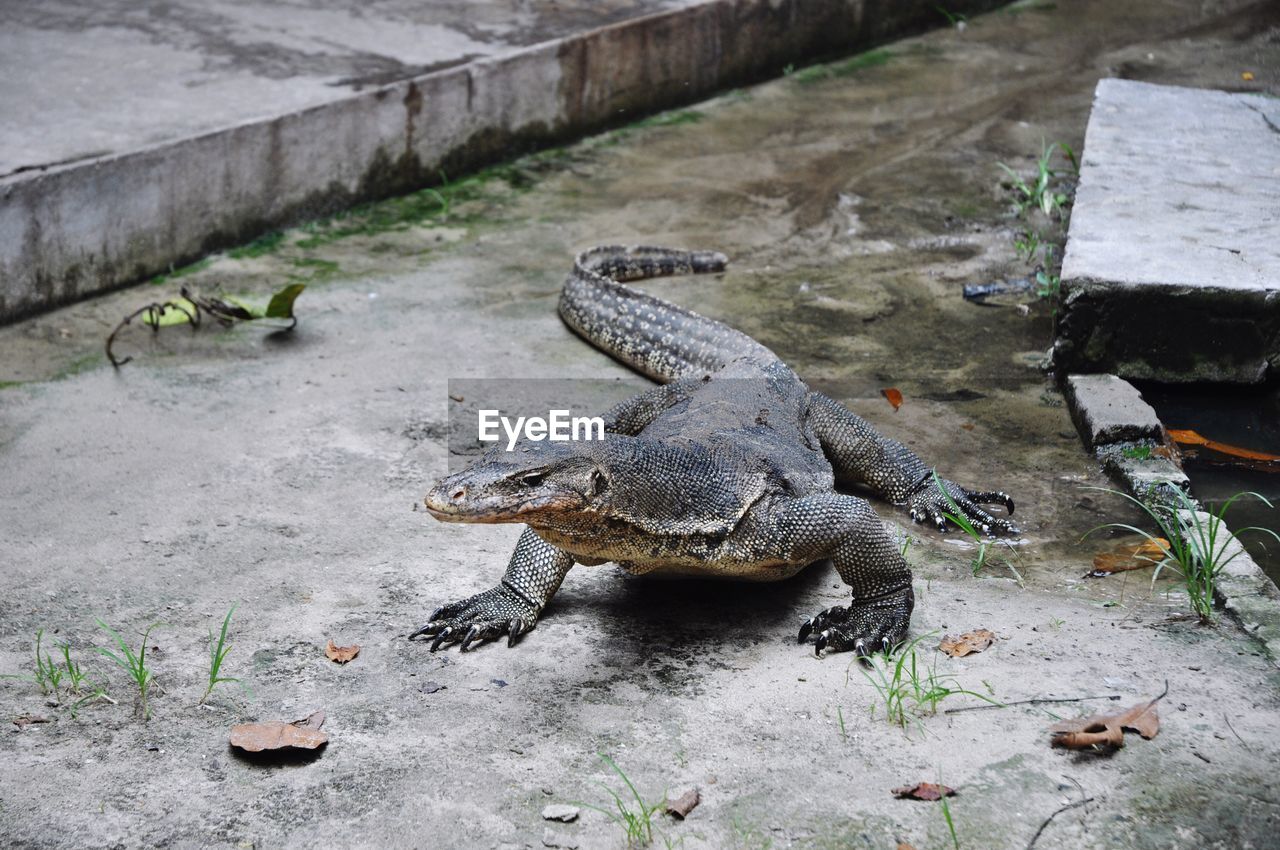 HIGH ANGLE VIEW OF CROCODILE ON GROUND