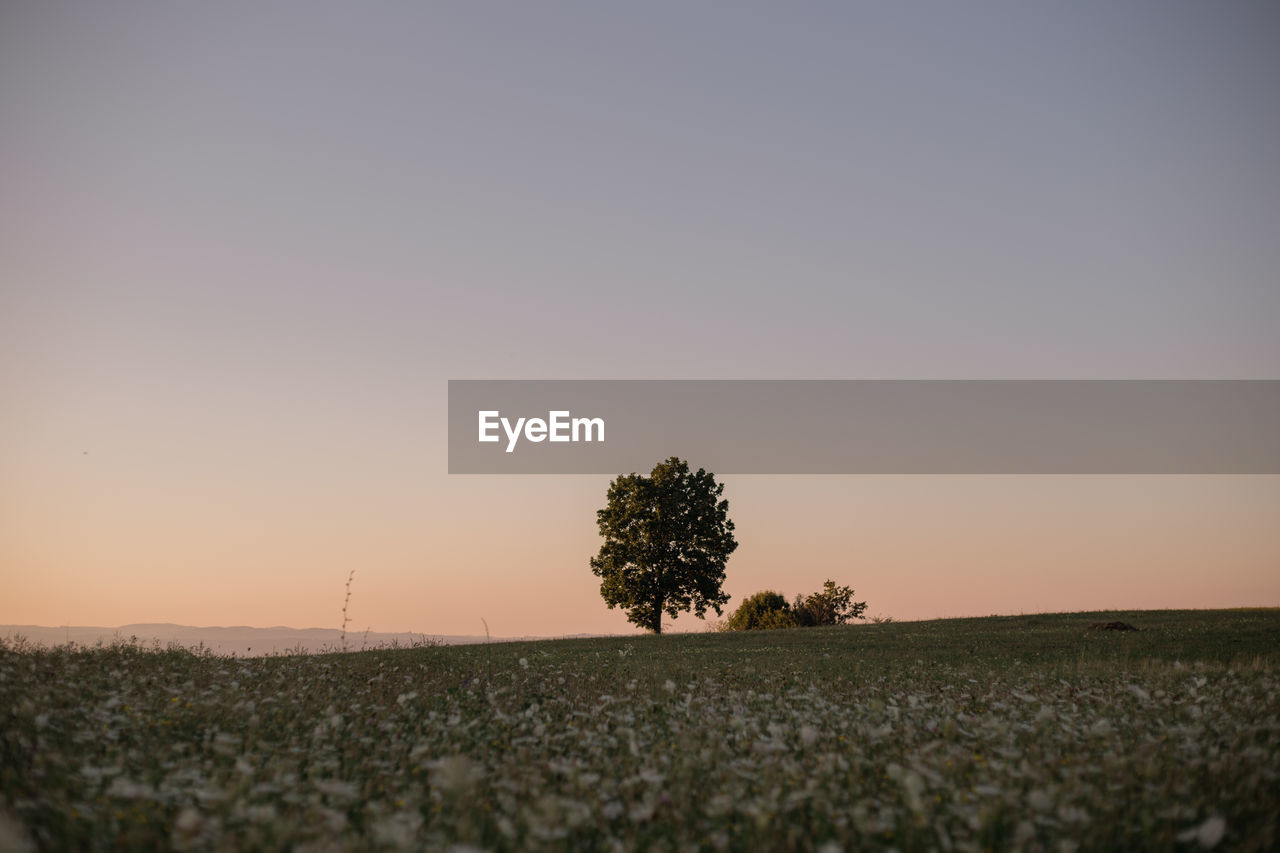 Tree on field against clear sky during sunset